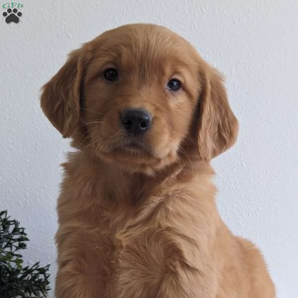 Brady, Golden Retriever Puppy