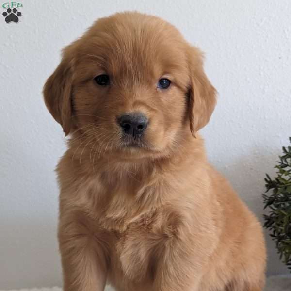 Hudson, Golden Retriever Puppy