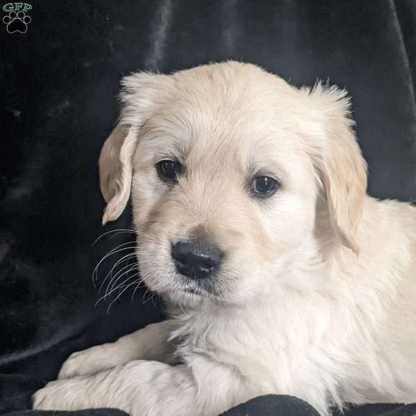 Thor, Golden Retriever Puppy