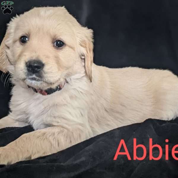 Abbie, Golden Retriever Puppy