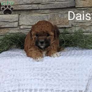 Daisy, Miniature Poodle Mix Puppy