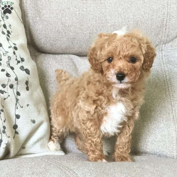 Carter, Toy Poodle Puppy