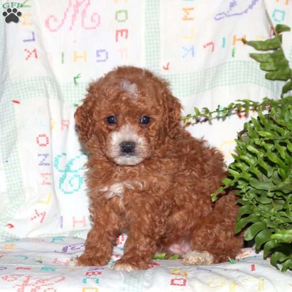 Paisley, Miniature Poodle Puppy