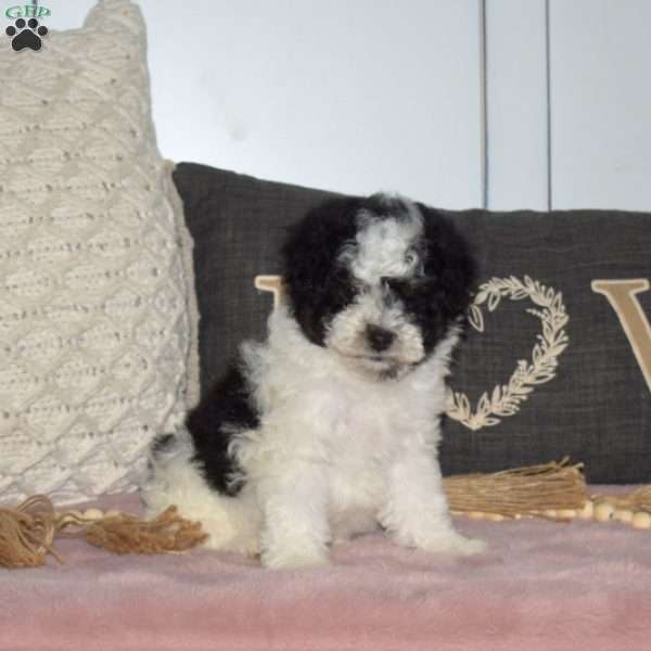 Paisley, Miniature Poodle Puppy