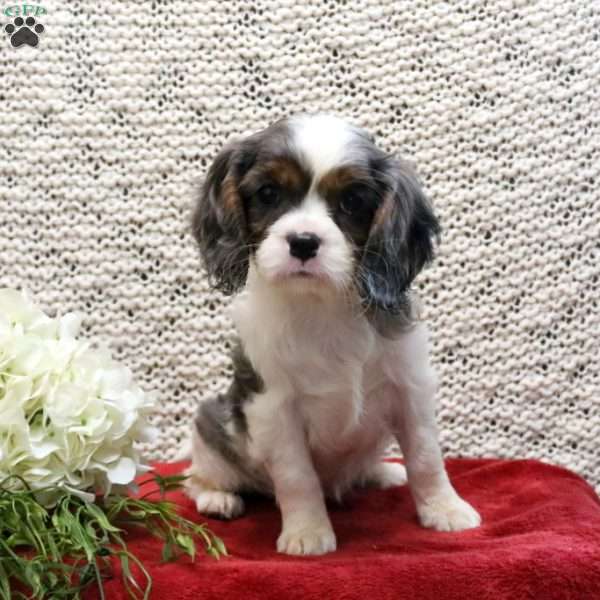 Paisley, Cavalier King Charles Spaniel Puppy