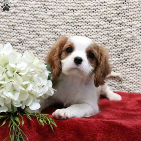 Parker, Cavalier King Charles Spaniel Puppy