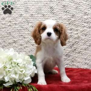 Parker, Cavalier King Charles Spaniel Puppy