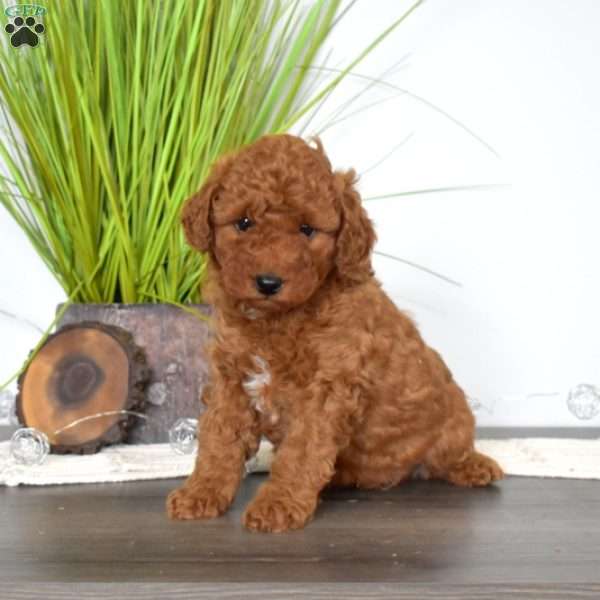 Patches, Mini Labradoodle Puppy