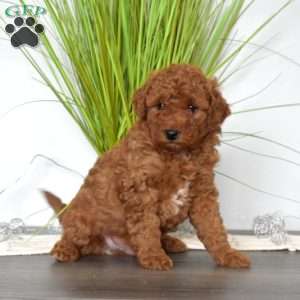 Patches, Mini Labradoodle Puppy