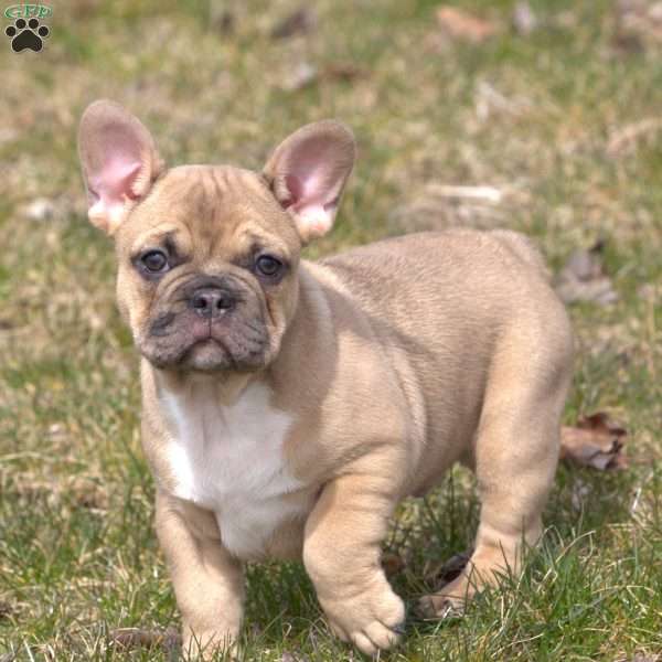 Patrick, French Bulldog Puppy
