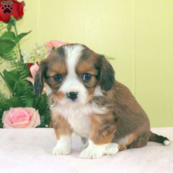 Pear, Cavalier King Charles Mix Puppy