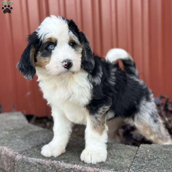 Pearl, Mini Bernedoodle Puppy