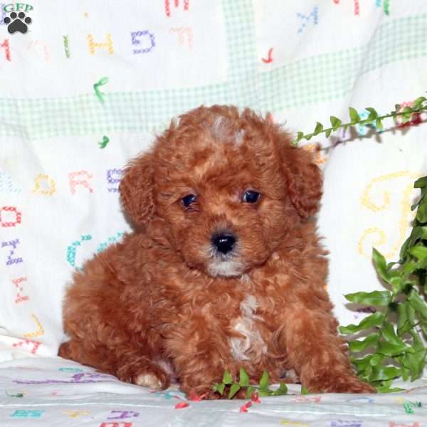 Penelope, Miniature Poodle Puppy