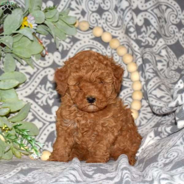 Penny, Miniature Poodle Mix Puppy