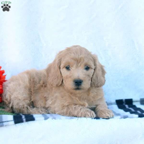 Penny, Mini Goldendoodle Puppy