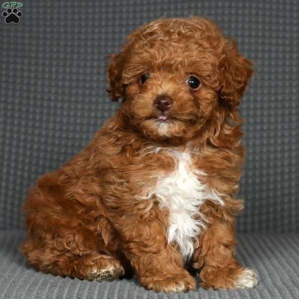 Penny, Toy Poodle Puppy