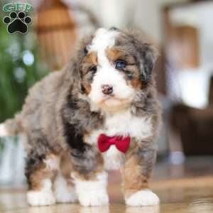 Percy, Mini Bernedoodle Puppy