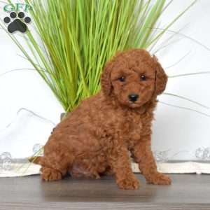 Percy, Mini Labradoodle Puppy
