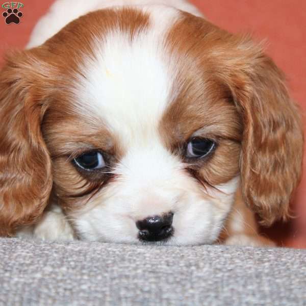 Percy, Cavalier King Charles Spaniel Puppy