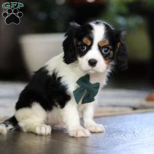 Pete, Cavalier King Charles Spaniel Puppy
