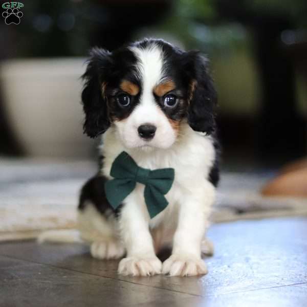 Pete, Cavalier King Charles Spaniel Puppy