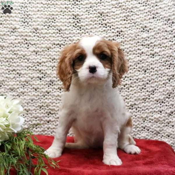 Petunia, Cavalier King Charles Spaniel Puppy