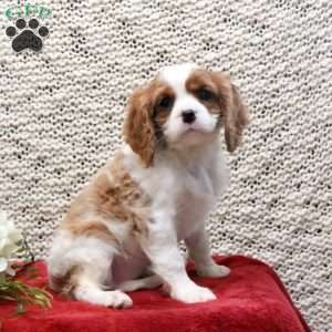 Petunia, Cavalier King Charles Spaniel Puppy
