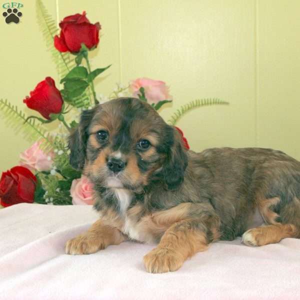 Pineapple, Cavalier King Charles Mix Puppy