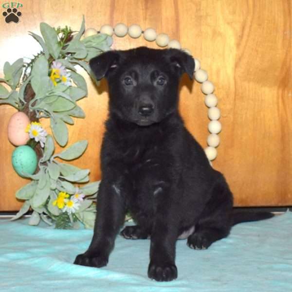 Piper, German Shepherd Puppy