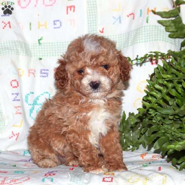 Pipin, Miniature Poodle Puppy