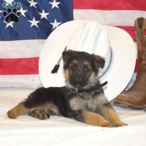 Pluto, German Shepherd Puppy