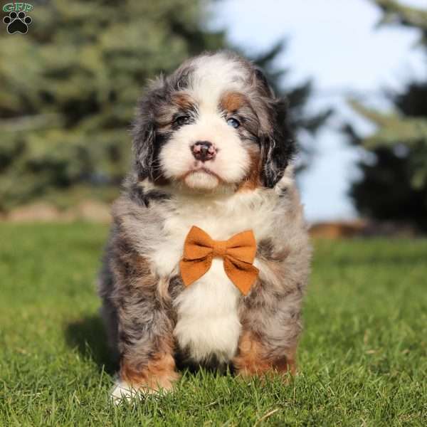 Porter, Mini Bernedoodle Puppy