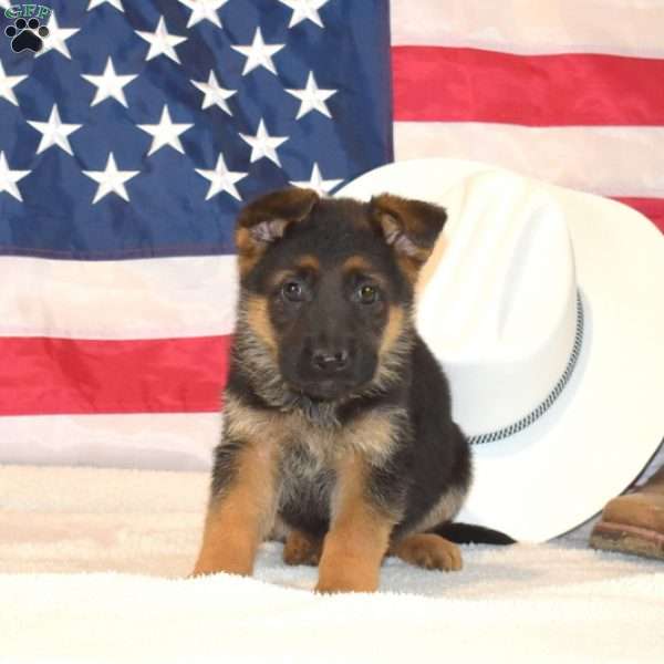 Porter, German Shepherd Puppy