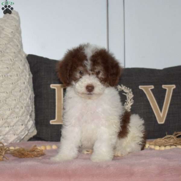 Porter, Miniature Poodle Puppy