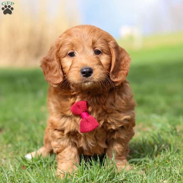 Porter, Mini Goldendoodle Puppy
