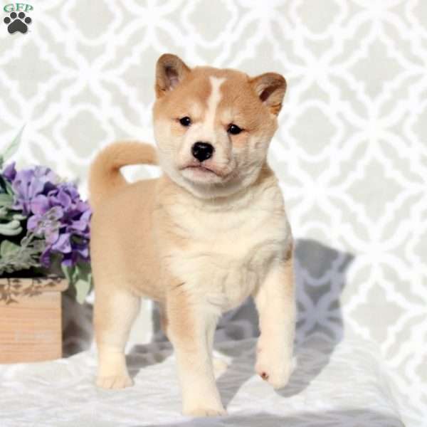 Prince, Shiba Inu Puppy