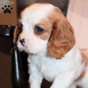 Prince, Cavalier King Charles Spaniel Puppy