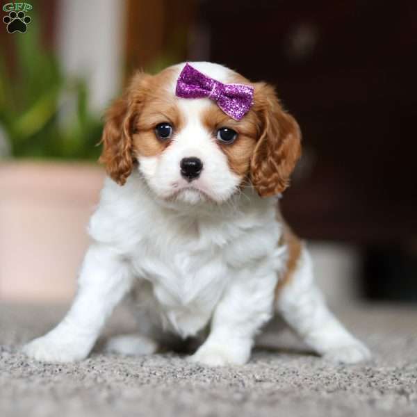 Queenie, Cavalier King Charles Spaniel Puppy