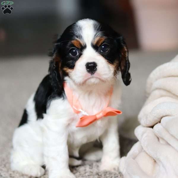 Quiche, Cavalier King Charles Spaniel Puppy