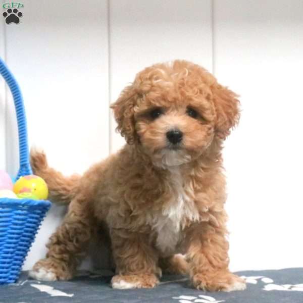 Quincy, Bich-Poo Puppy
