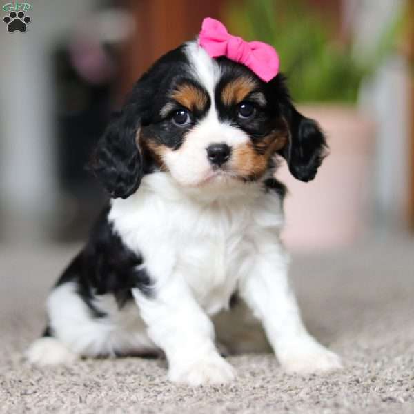 Quinn, Cavalier King Charles Spaniel Puppy