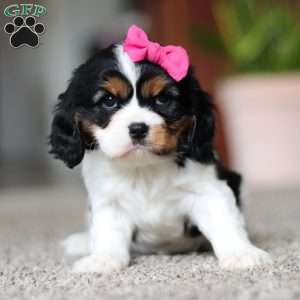 Quinn, Cavalier King Charles Spaniel Puppy