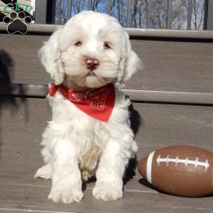 Cockapoo Puppies for Sale - Greenfield Puppies