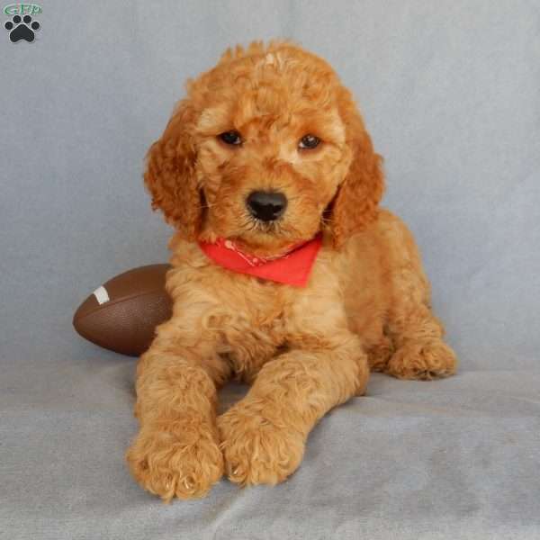 Max(medium), Goldendoodle Puppy