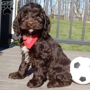 Cockapoo Puppies for Sale - Greenfield Puppies