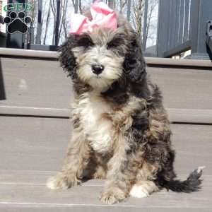 Willow, Aussiedoodle Puppy