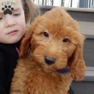 Buster, Mini Goldendoodle Puppy