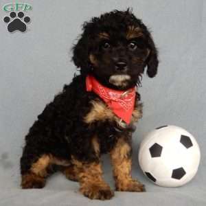 Cockapoo Puppies for Sale - Greenfield Puppies
