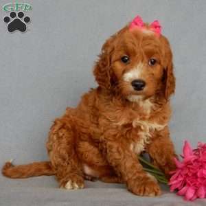 Roxy(medium), Goldendoodle Puppy