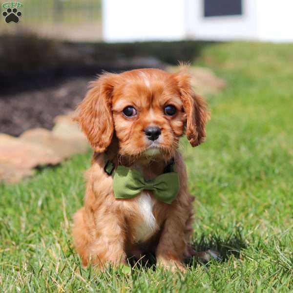 Randy, Cavalier King Charles Spaniel Puppy
